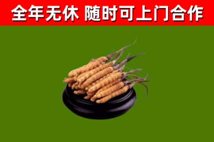 运河回收冬虫夏草