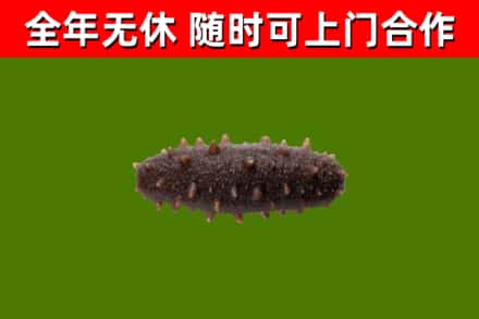 运河回收海参干